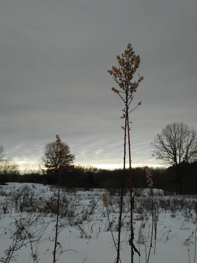 winter in an open natural area. dead plant against the evening sky and trees in the background