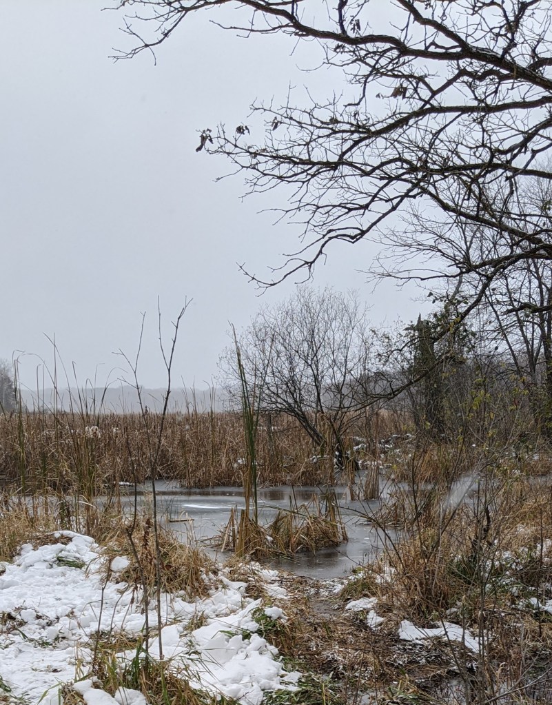 Wetlands have their own type of beauty.