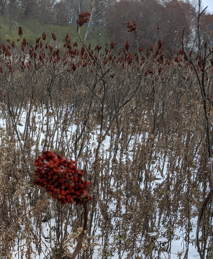 Sumac leaves are gone, just the berries remain.