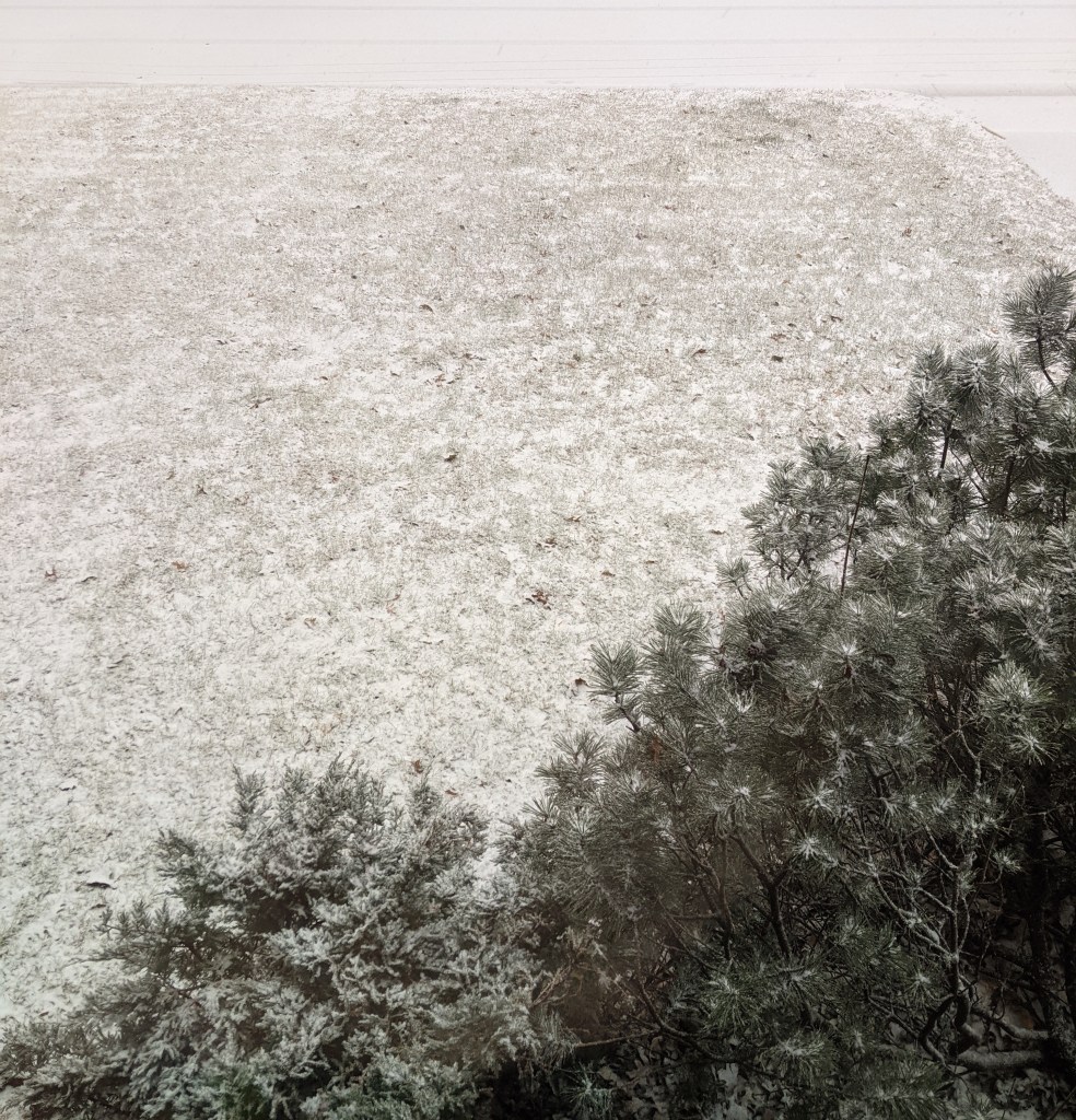 light snow on a mowed lawn and shrub