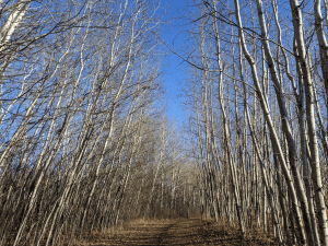 a path through aspen trees