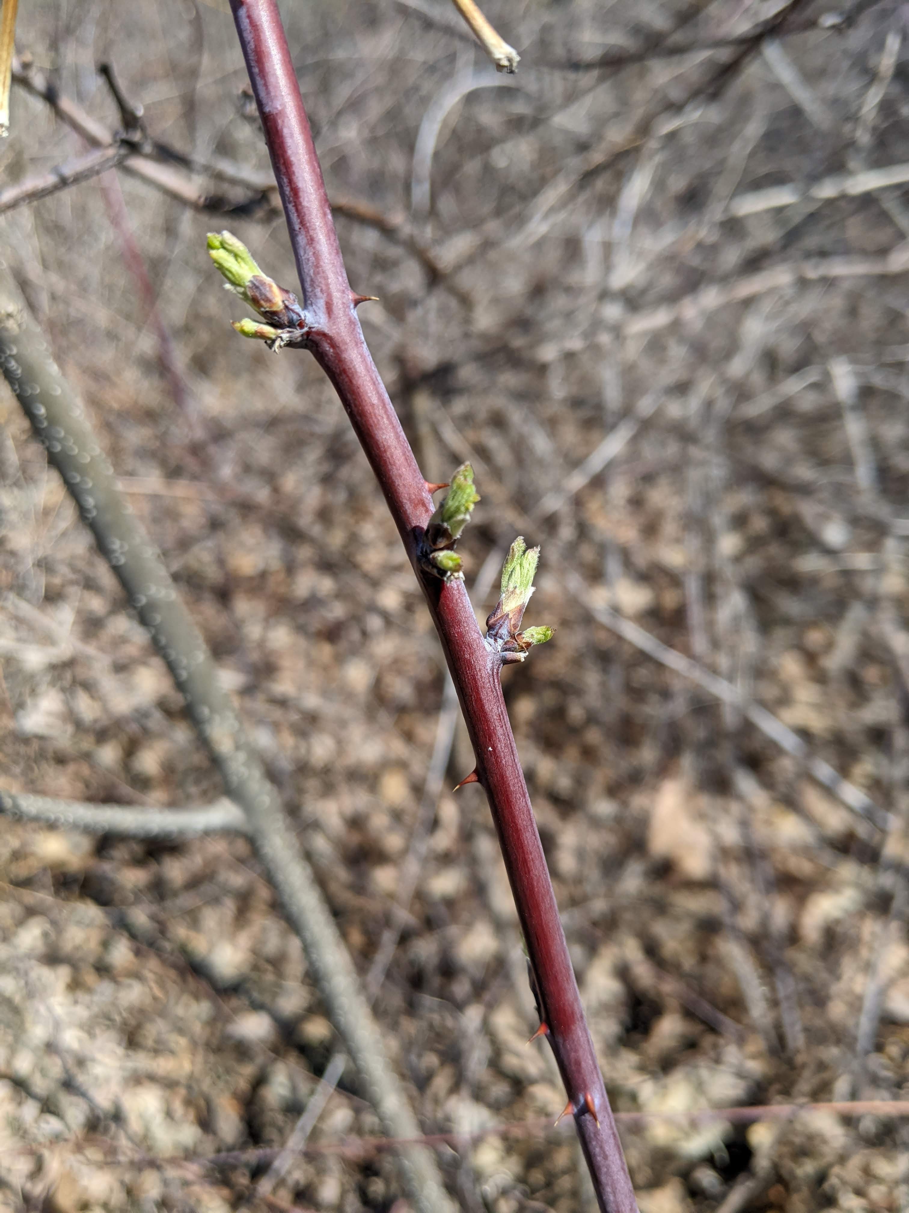 raspberry leaf buds