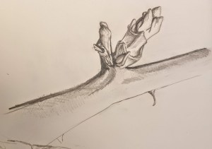 sketch of a leaf bud