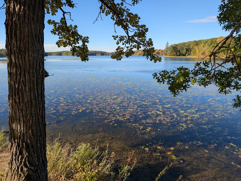 lake and a tree in foreground