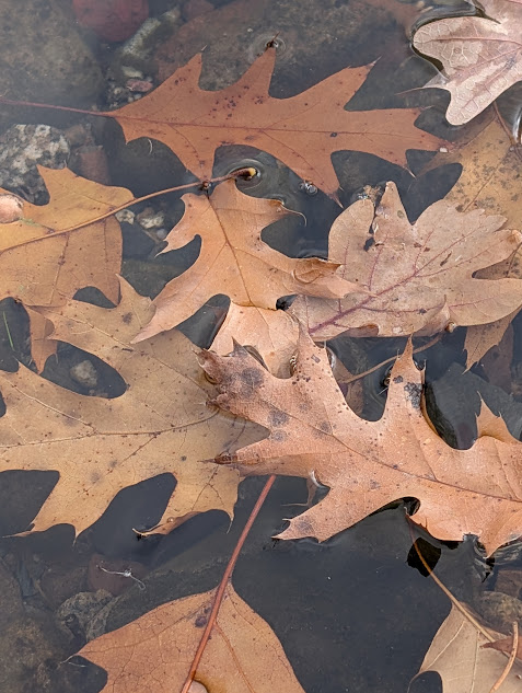 oak leaves in the water