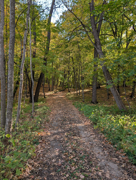 photo of trail in woods with trees
