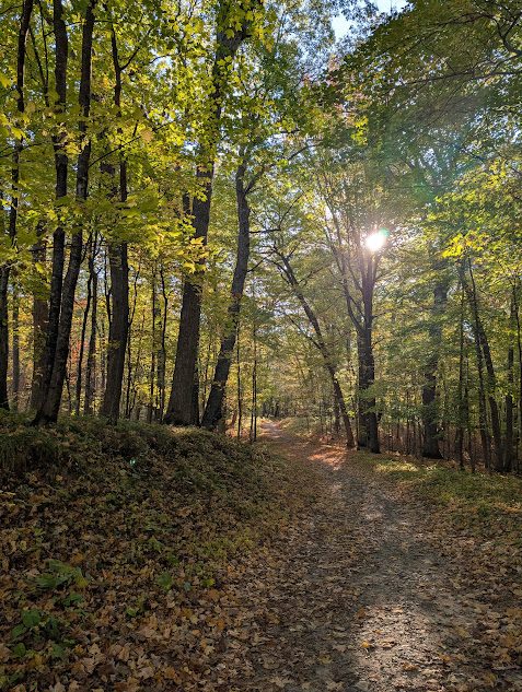 photo of trail in woods with trees and sun